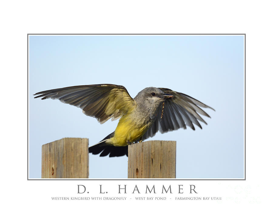 Western Kingbird with Dragonfly #1 Photograph by Dennis Hammer