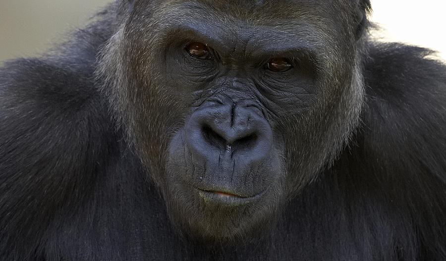 Western Lowland Gorilla Portrait #1 Photograph by San Diego Zoo