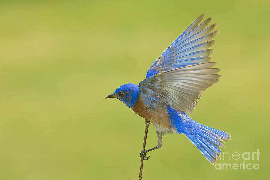 Western Male Bluebird #1 Photograph by Peter Dang
