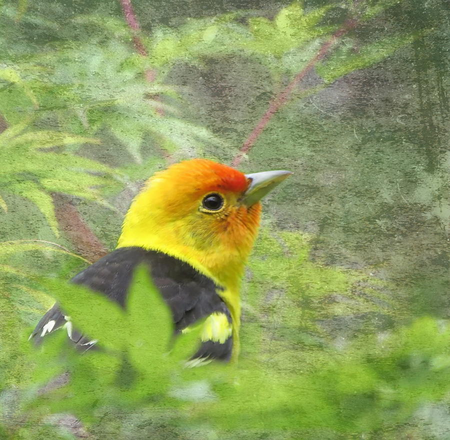 Western Tanager #1 Photograph by Angie Vogel