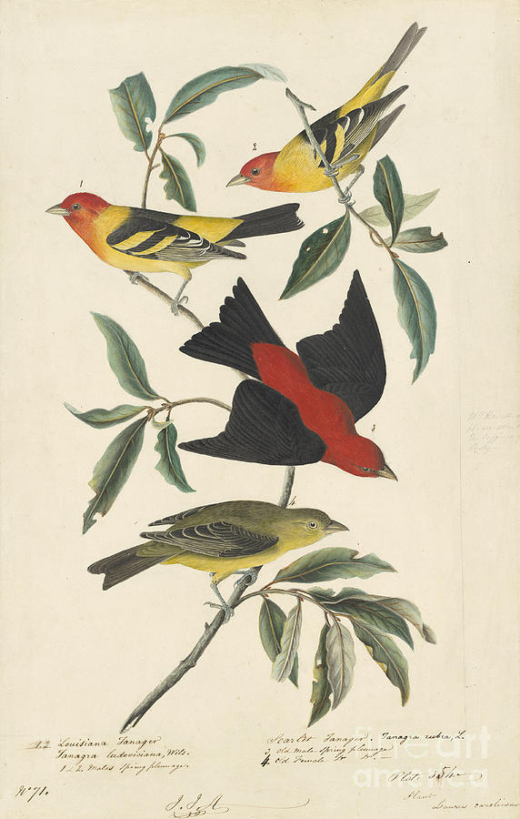 Western Tanager #1 Drawing by Celestial Images