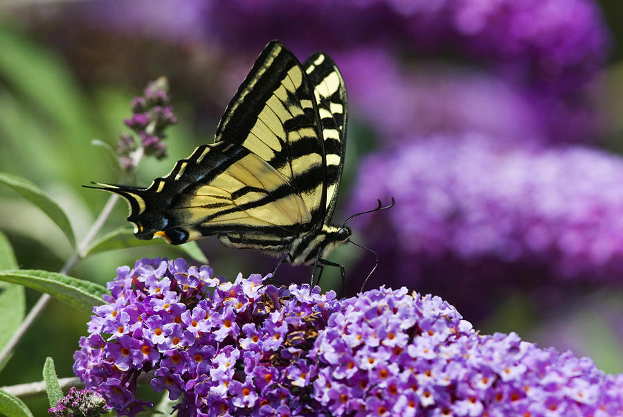 Western Tiger Swallowtail Butterfly #1 Photograph by Thomas And Pat Leeson