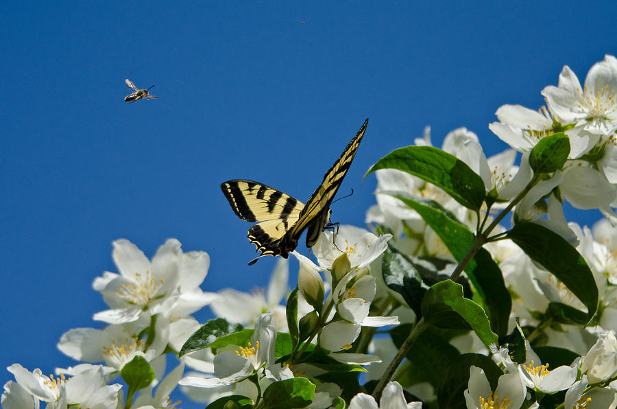 Western Tiger Swallowtail Photograph by Thomas And Pat Leeson - Fine ...