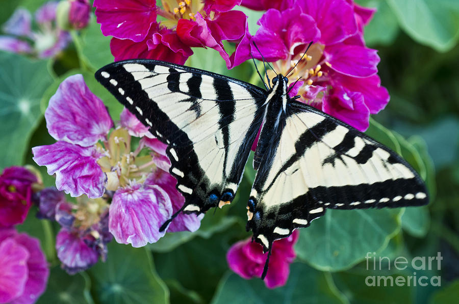 Butterfly Photograph - Western Tiger Swallowtail #1 by William H. Mullins