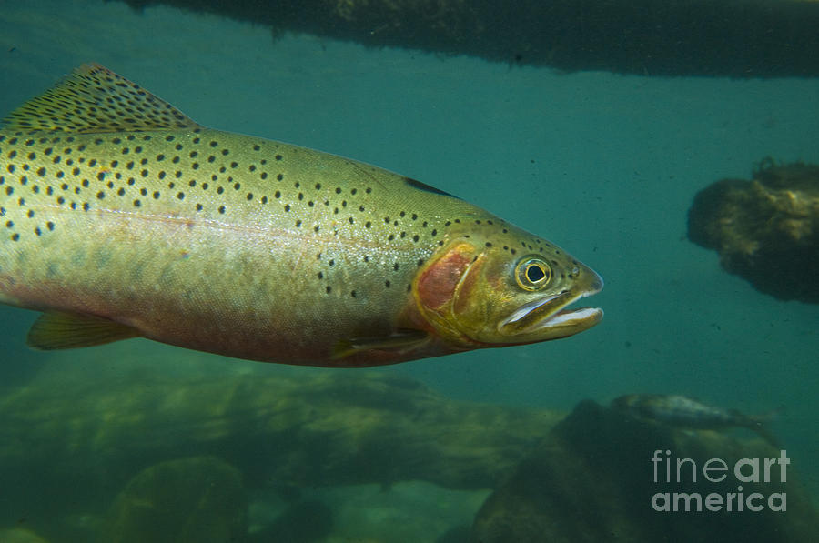 Westslope Cutthroat Trout #1 Photograph by William H. Mullins