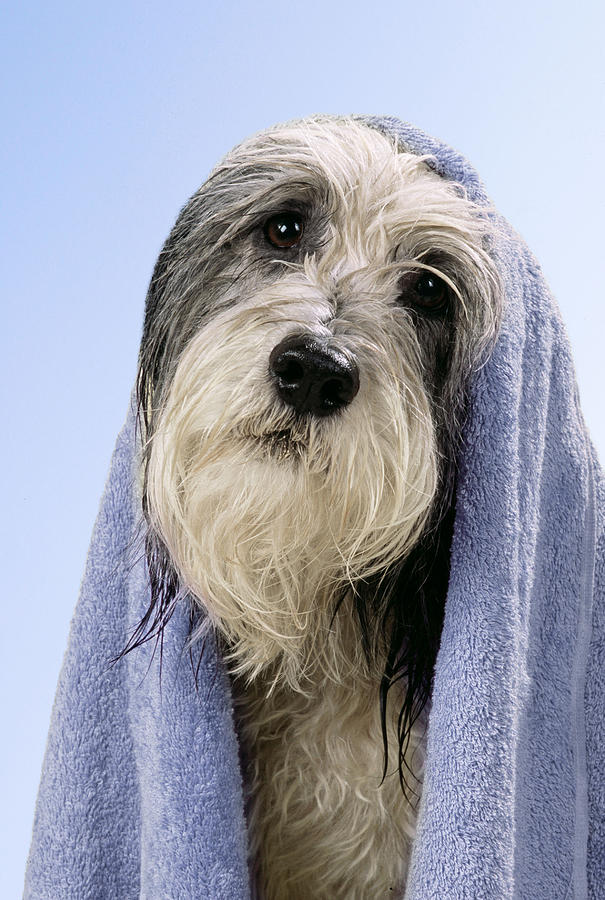 Wet Dog With Towel #1 Photograph by John Daniels