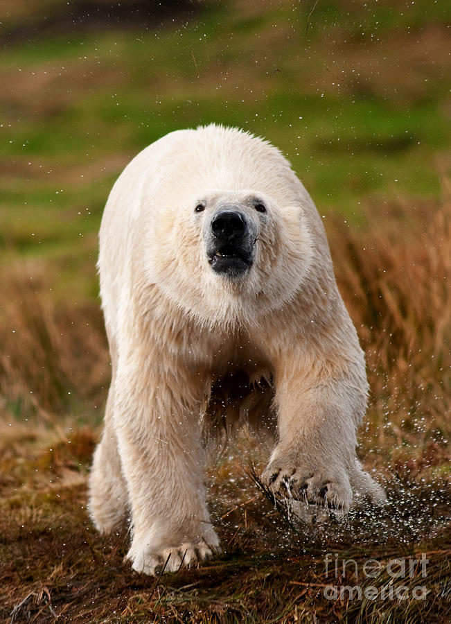 Wet Polar Bear Running #2 Photograph by Mark Bowler