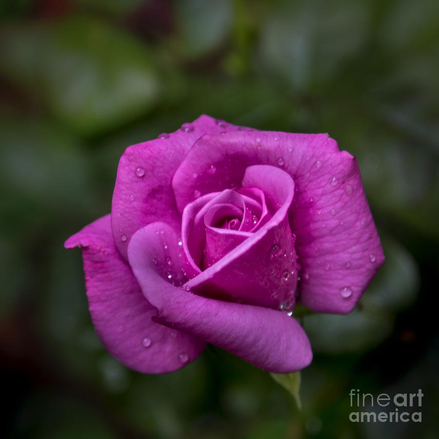 Rose Photograph - Wet Rose by Michael Waters