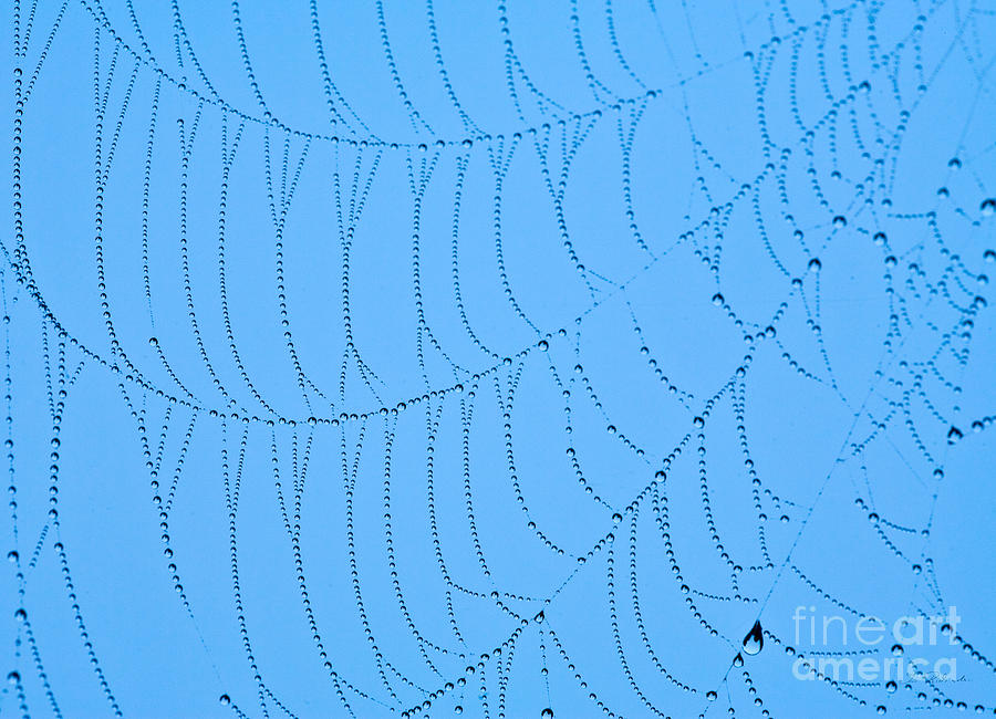 Spider Photograph - Wet Spiderweb #1 by Iris Richardson