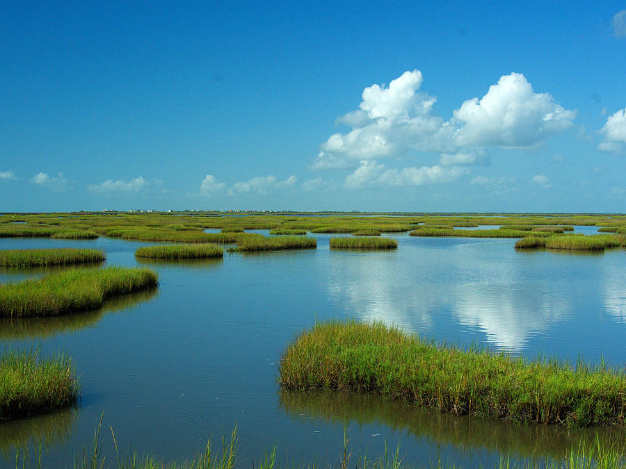 Wetlands Photograph