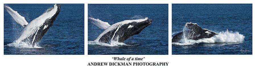 Whale of a time #1 Photograph by Andrew Dickman