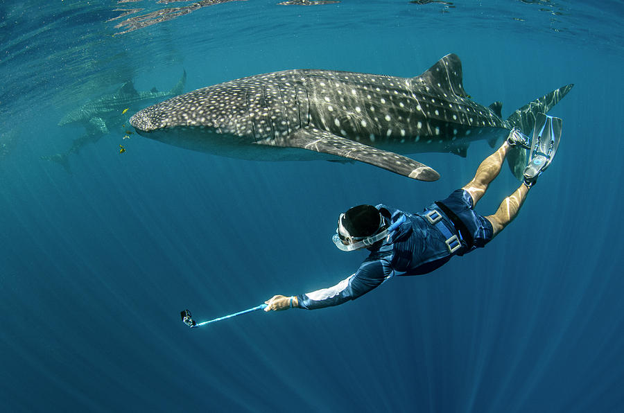 Fish Photograph - Whale Shark And Tourist #1 by Pete Oxford