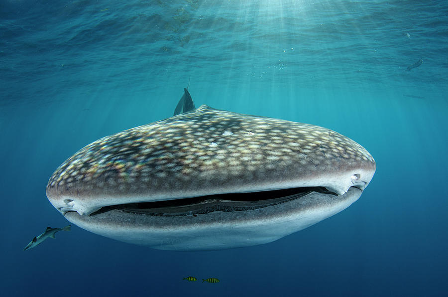 Fish Photograph - Whale Shark, Cenderawasih Bay, West #1 by Pete Oxford
