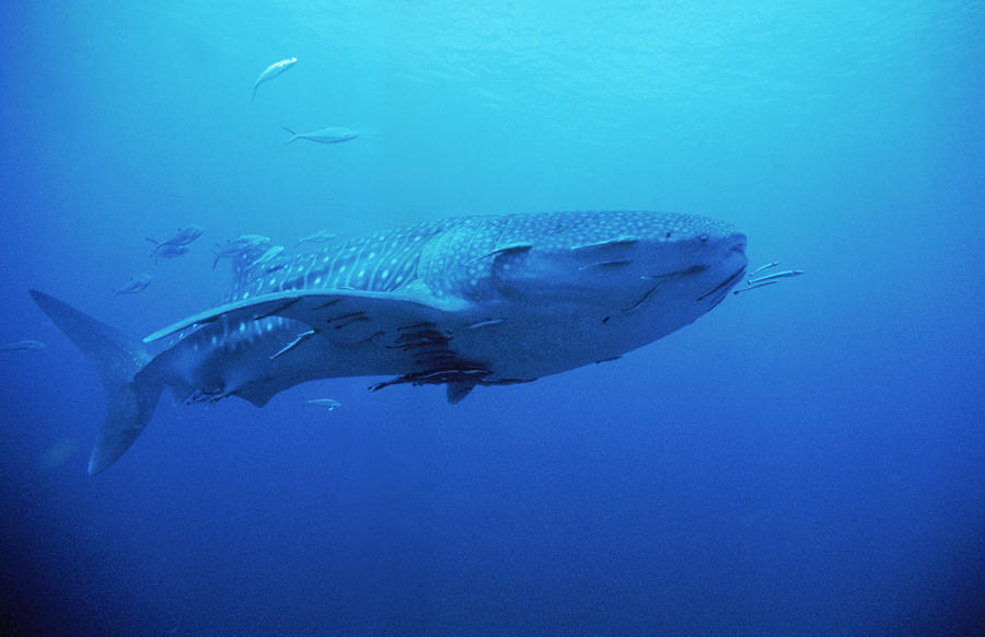 Whale Shark #1 Photograph by Greg Ochocki