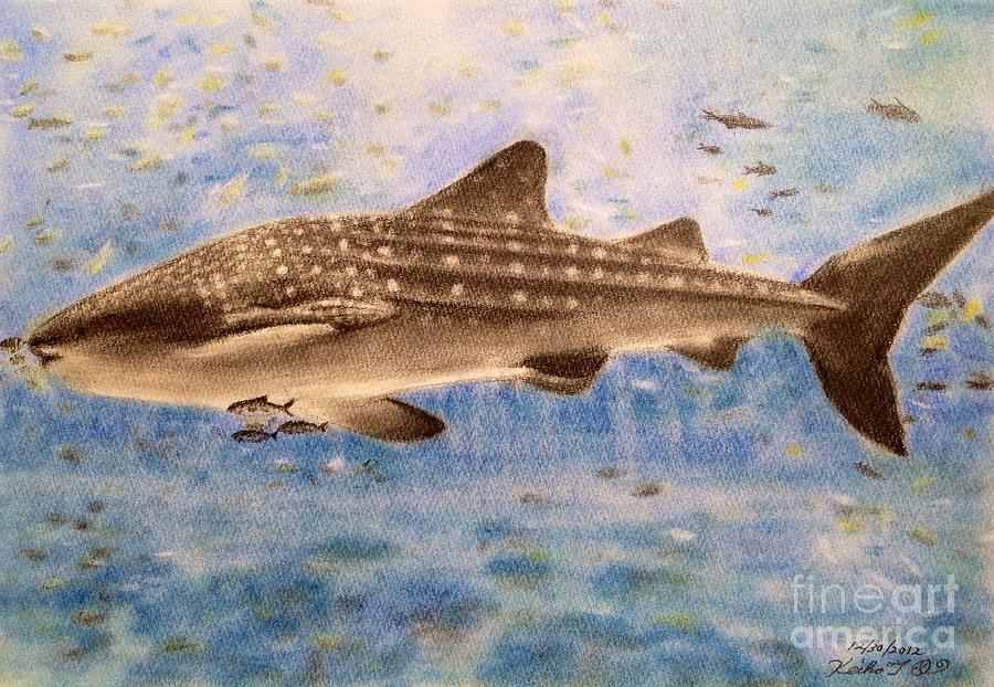 Whale Shark Drawing by Keiko Olds Fine Art America