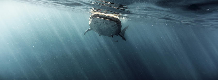 Whale Shark Photograph by Tyler Stableford