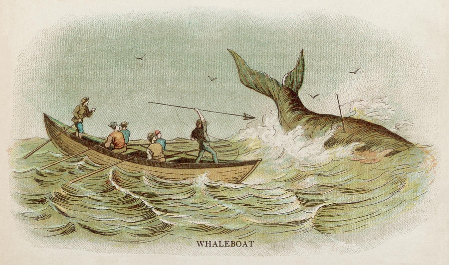 Whaling From A Small Boat Date Drawing By Mary Evans Picture Library Pixels 6405