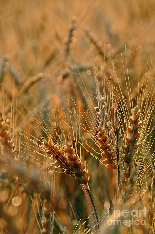 Wheat    Grain #1 Photograph by Randy J Heath