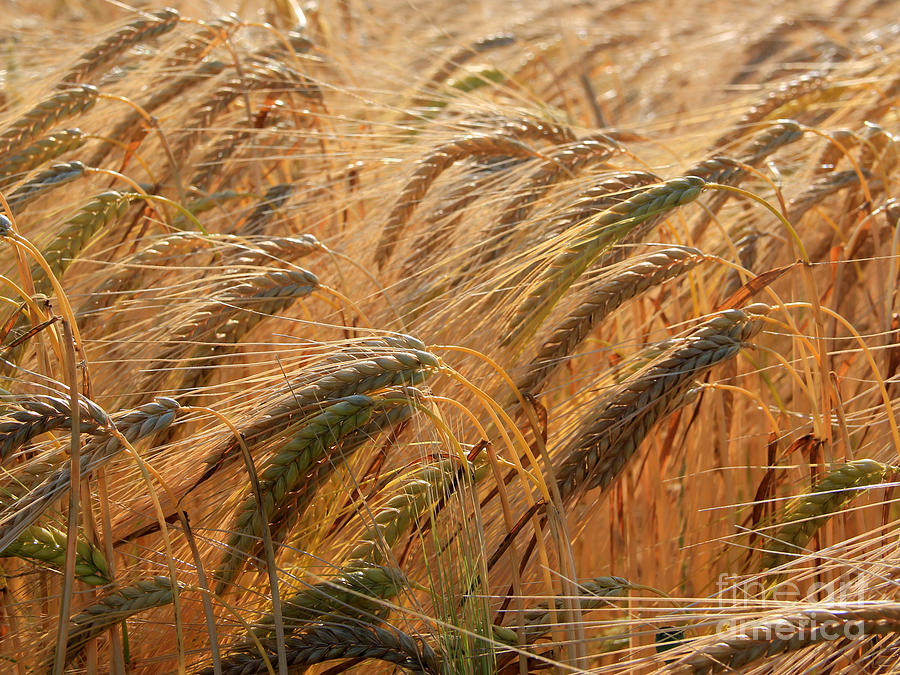 Wheat #1 Photograph by A K Dayton