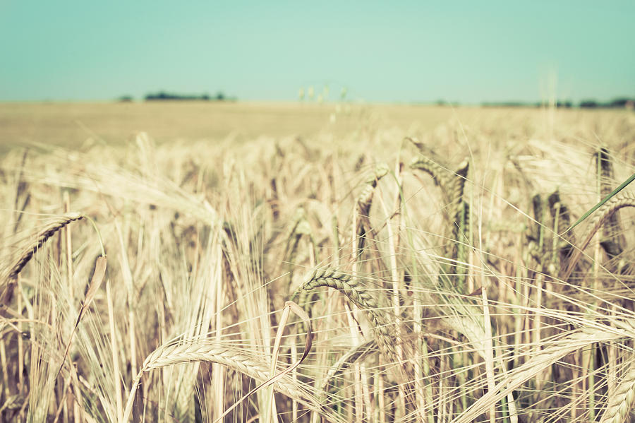 Nature Photograph - Wheat crop #1 by Tom Gowanlock
