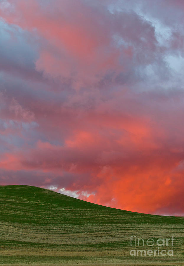 Wheat Field At Sunset Palouse Hills Photograph by Yva Momatiuk and John Eastcott