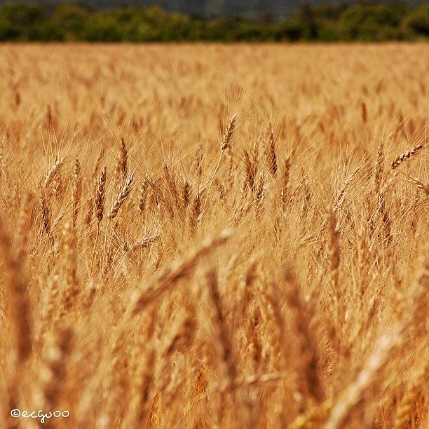 Wheat Field #1 Photograph by Kimihiro Ecchie