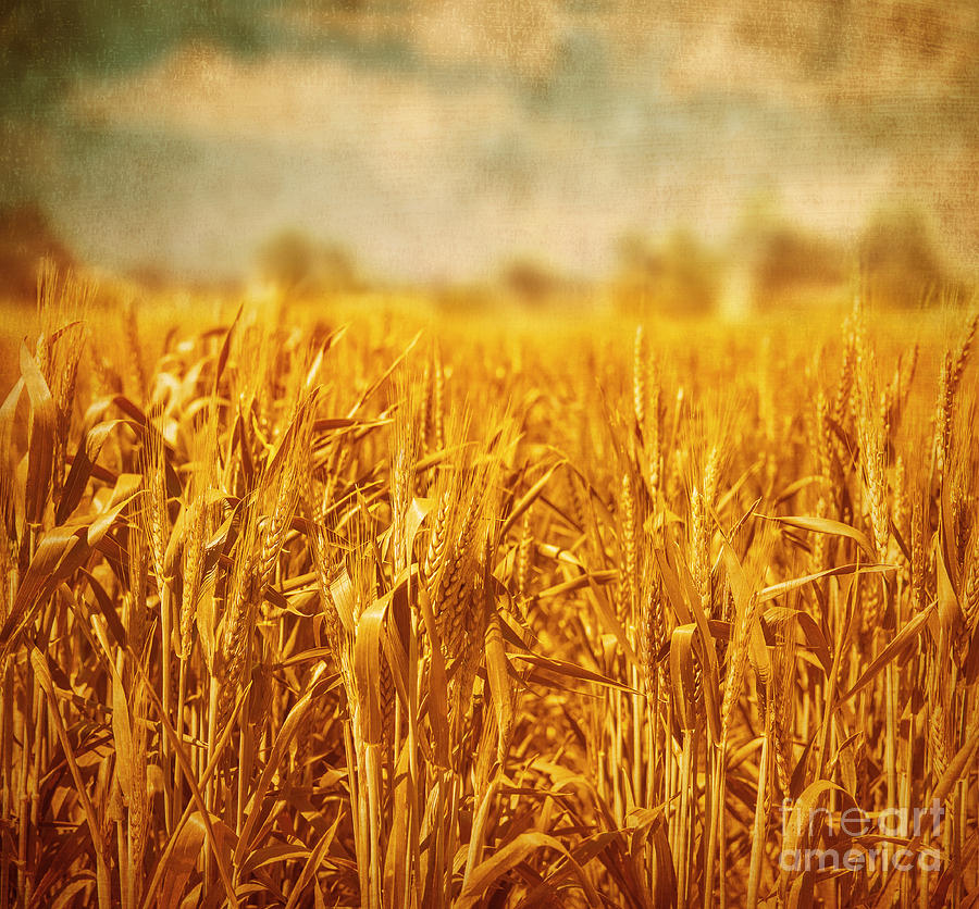 Wheat field landscape #3 Photograph by Anna Om