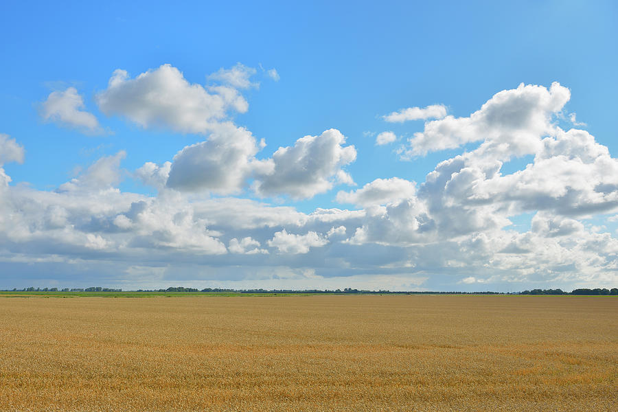 Wheat Field #1 Photograph by Raimund Linke