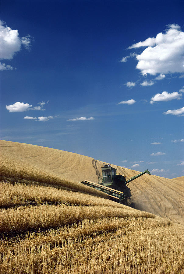 Wheat Harvest #1 Photograph by Earl Roberge
