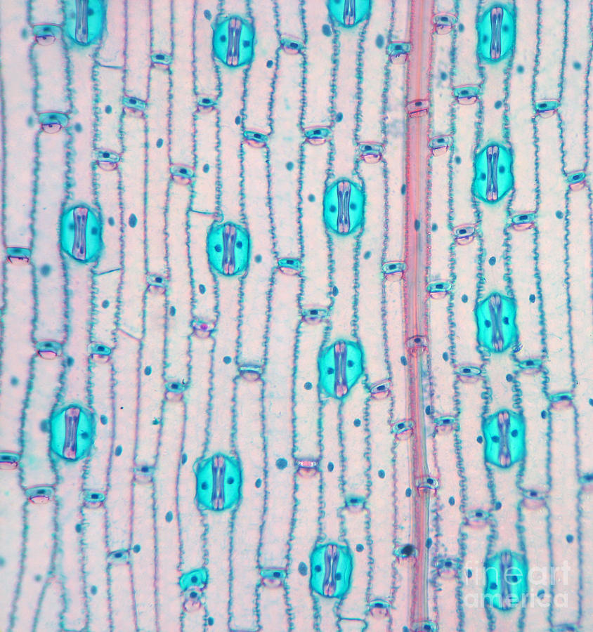 Wheat Leaf Stomata #1 Photograph by Garry DeLong