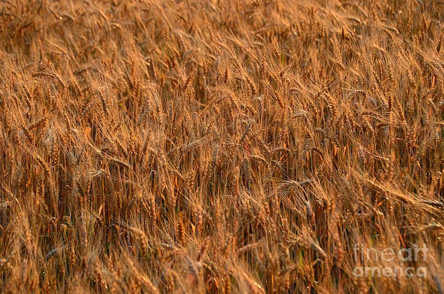 Wheat #1 Photograph by Randy J Heath