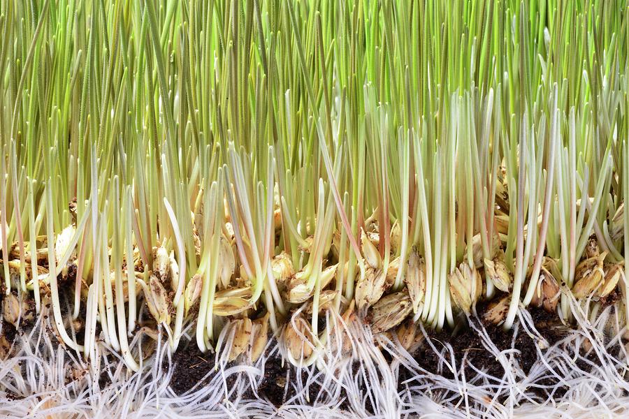Wheatgrass Seedling #1 Photograph by Science Photo Library Wheatgrass Seedling #1 Photograph by Science Photo Library
