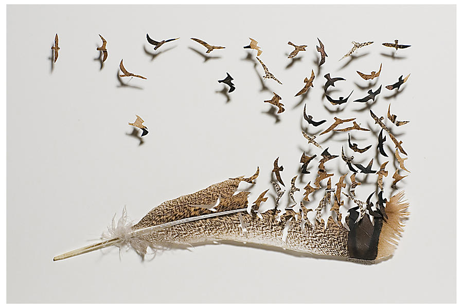 Feather Mixed Media - Where Feathers Come From by Chris Maynard