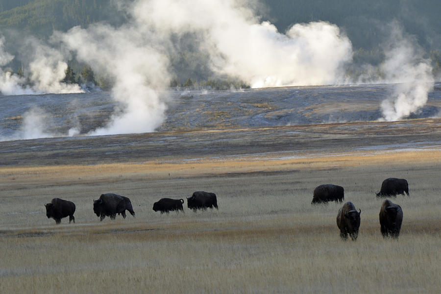 Yellowstone National Park Photograph - Where the Buffalo Roam by Bruce Gourley