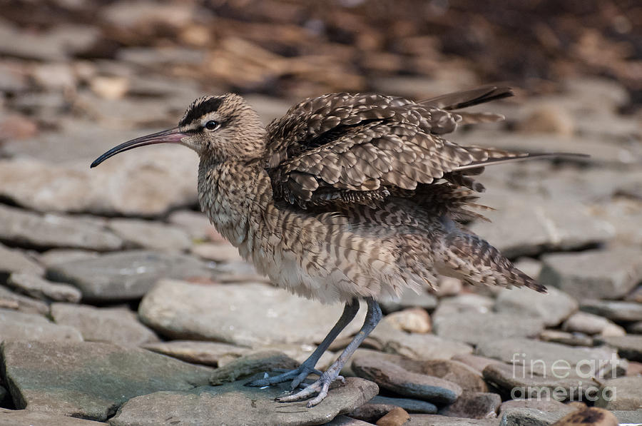 Whimbrel #1 Photograph by Bianca Nadeau