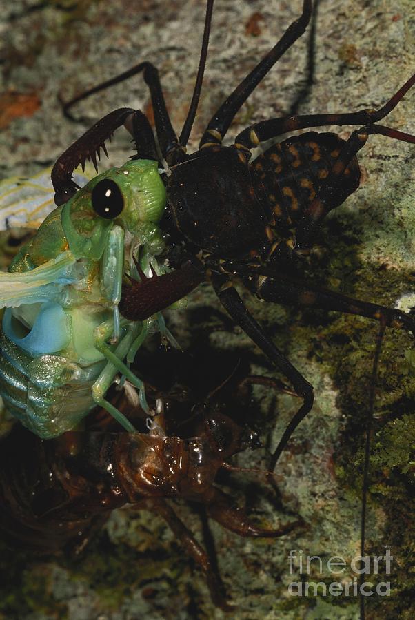 Whipscorpion Eating Cicada #1 Photograph by Gregory G. Dimijian, M.D.
