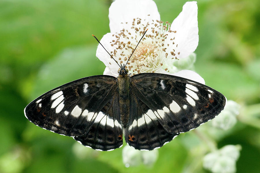 White Admiral Butterfly #1 Photograph by John Devries/science Photo Library
