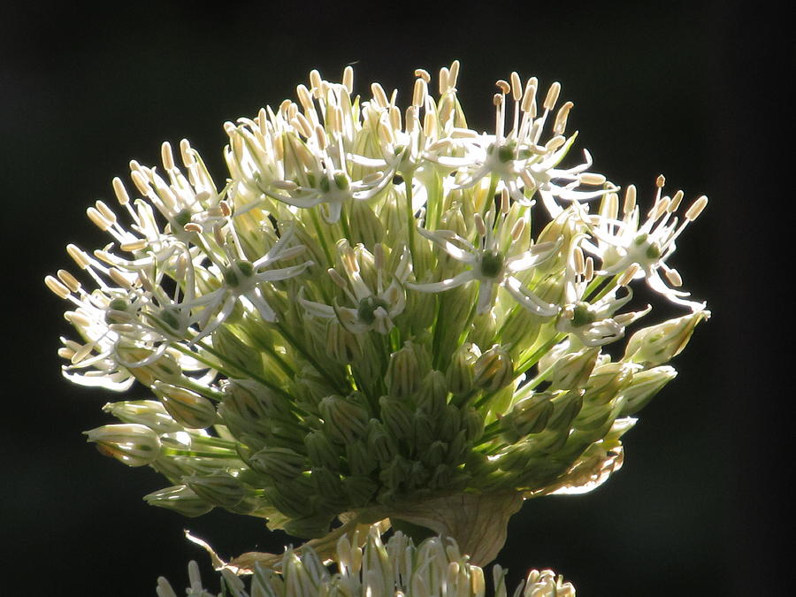 White Allium #1 Photograph by Alfred Ng
