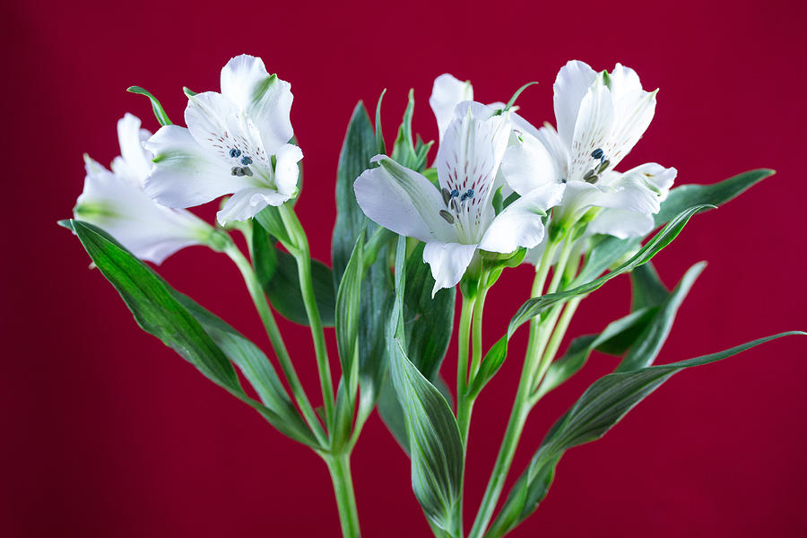 White Alstroemeria  #1 Photograph by Susan Jensen