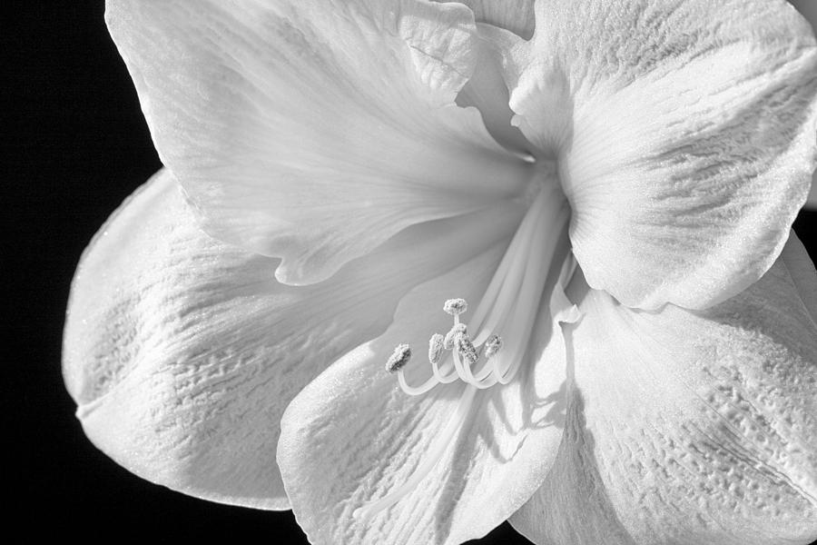 Abstract Photograph - White Amaryllis #1 by Adam Romanowicz