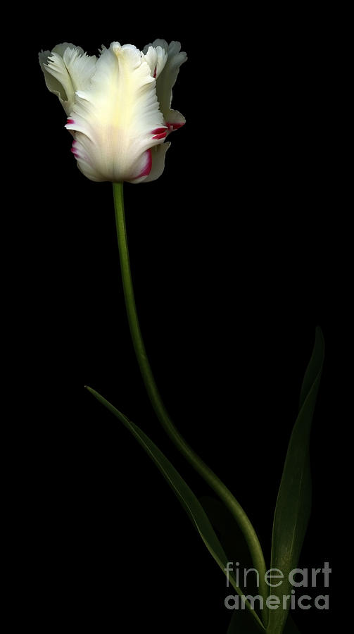 White and Red Parrot Tulip #1 Photograph by Oscar Gutierrez