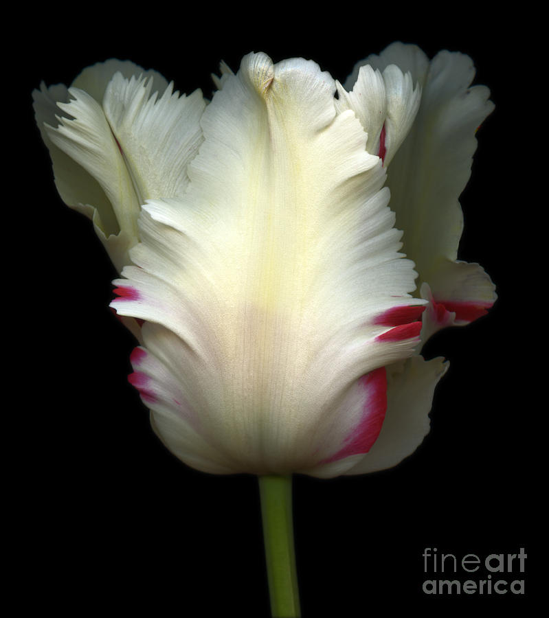 White and Red Tulip #1 Photograph by Oscar Gutierrez