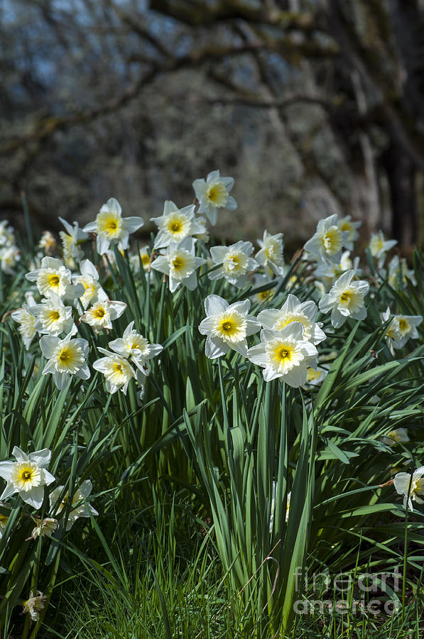 Spring Photograph - White and Yellow Daffodil #1 by M J