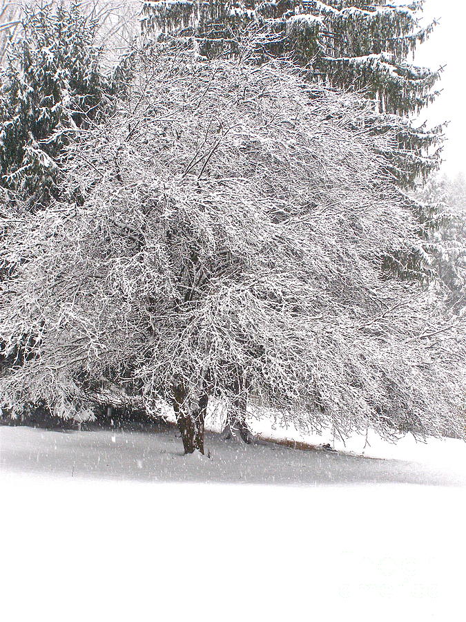 Winter Photograph - White as Snow by LeLa Becker