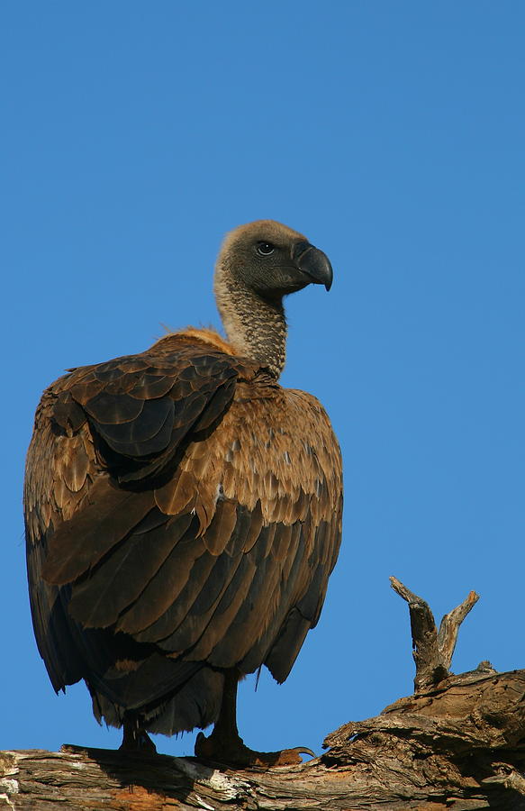 White-backed Vulture #1 Photograph by Bruce J Robinson