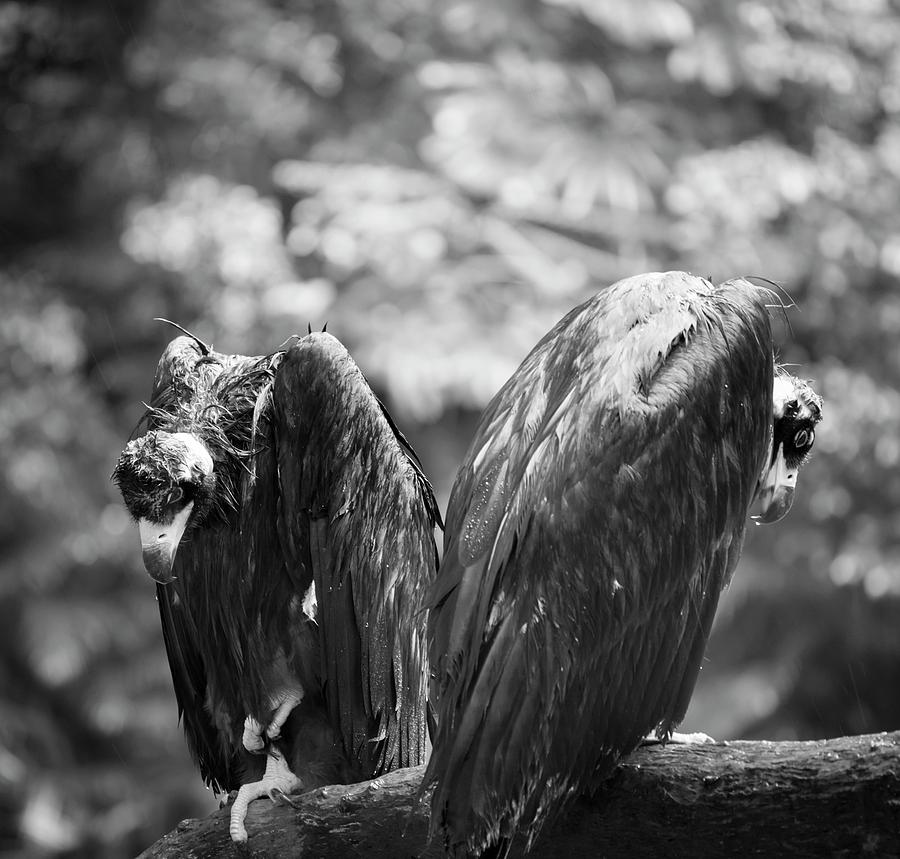 Animal Photograph - White-backed Vultures In The Rain #1 by Pan Xunbin