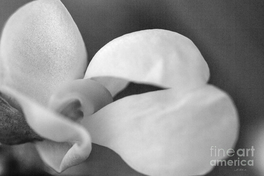 Copyright Owner Photograph - White Bean Blossom #1 by Iris Richardson