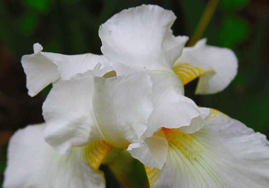 Iris Photograph - White Bearded Iris by Cathy Lindsey