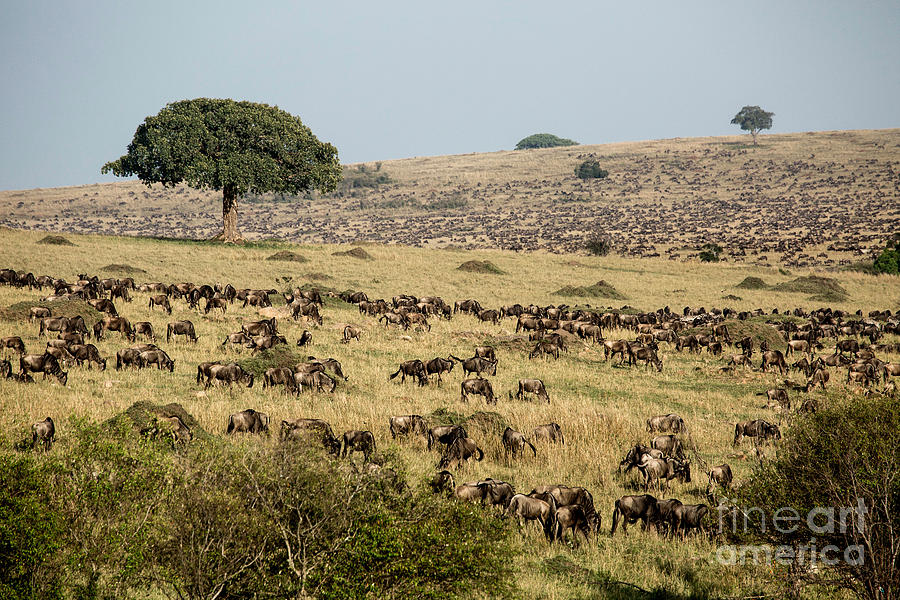 White-bearded Wildebeest Migration #1 Photograph by Greg Dimijian