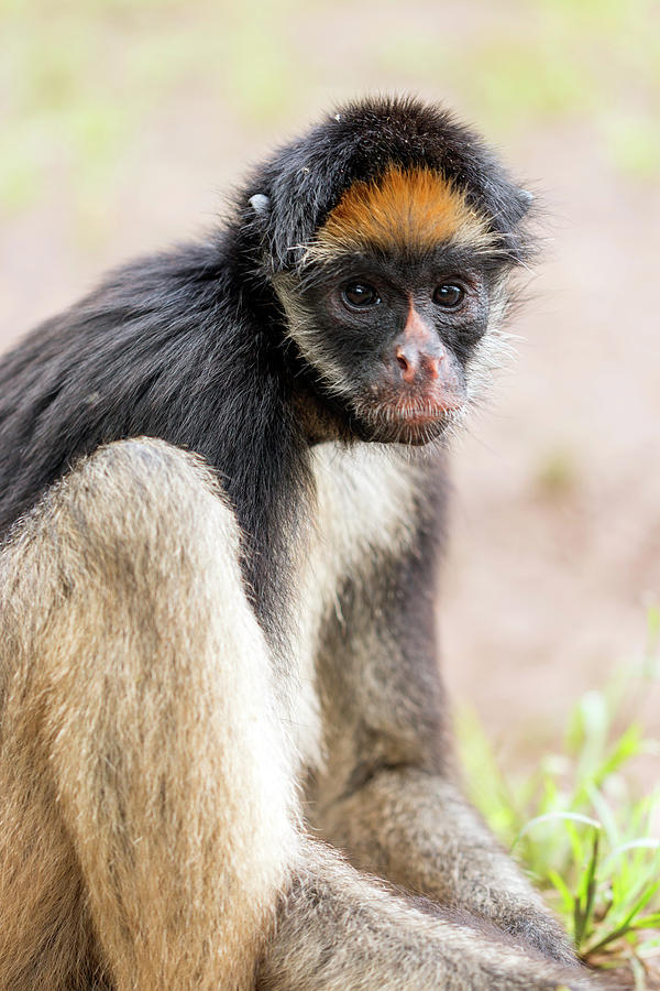 White-bellied Spider Monkey #1 Photograph by Dr Morley Read